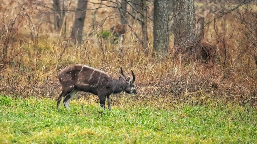 Niespotykane zwierzę zaobserwowane w lasach niedaleko Węgorzewa na Mazurach